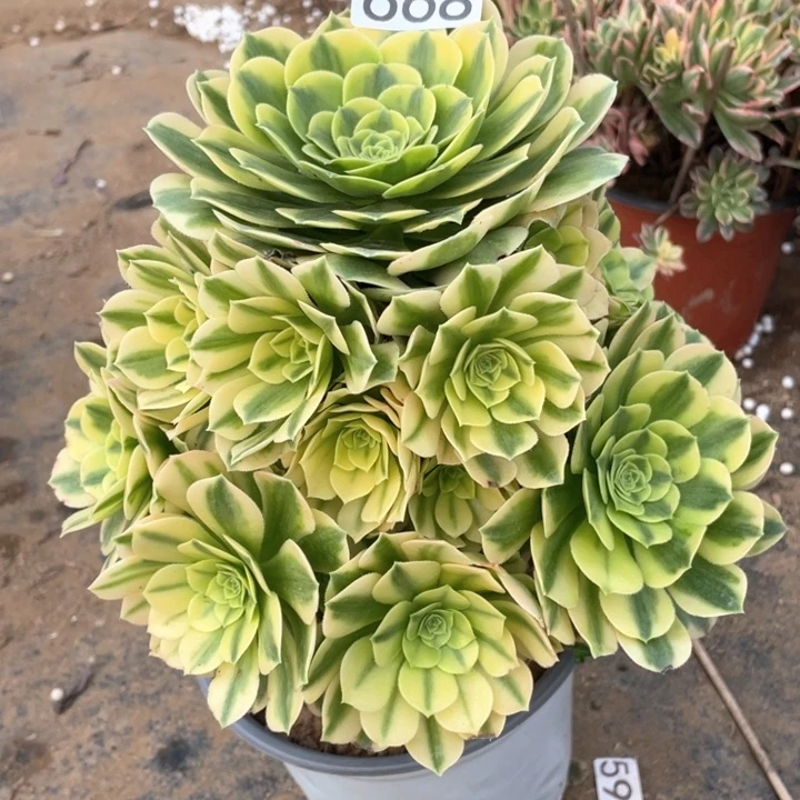 好*来668多肉植物金丝翡翠