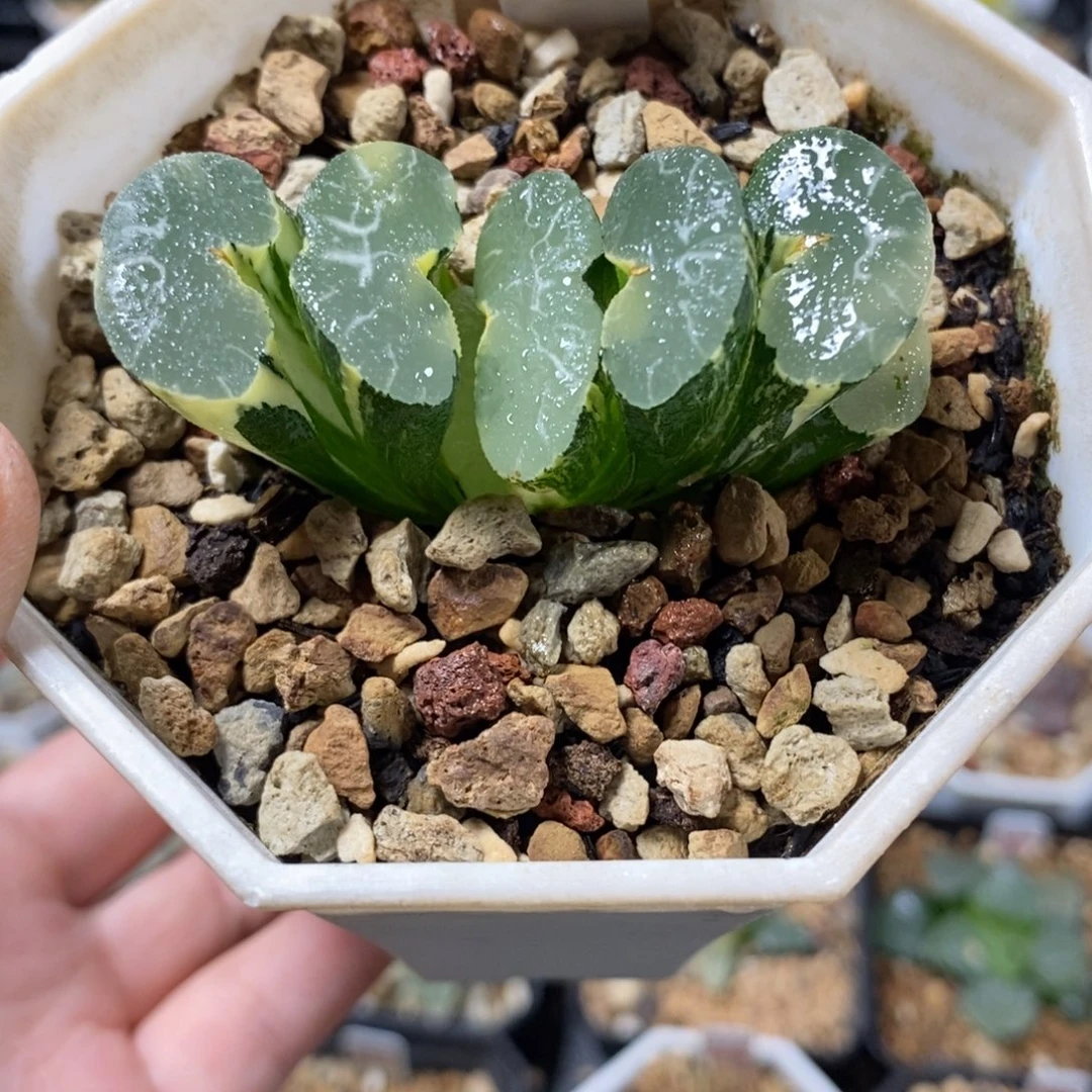 110大绳玉扇玉扇锦一物一图