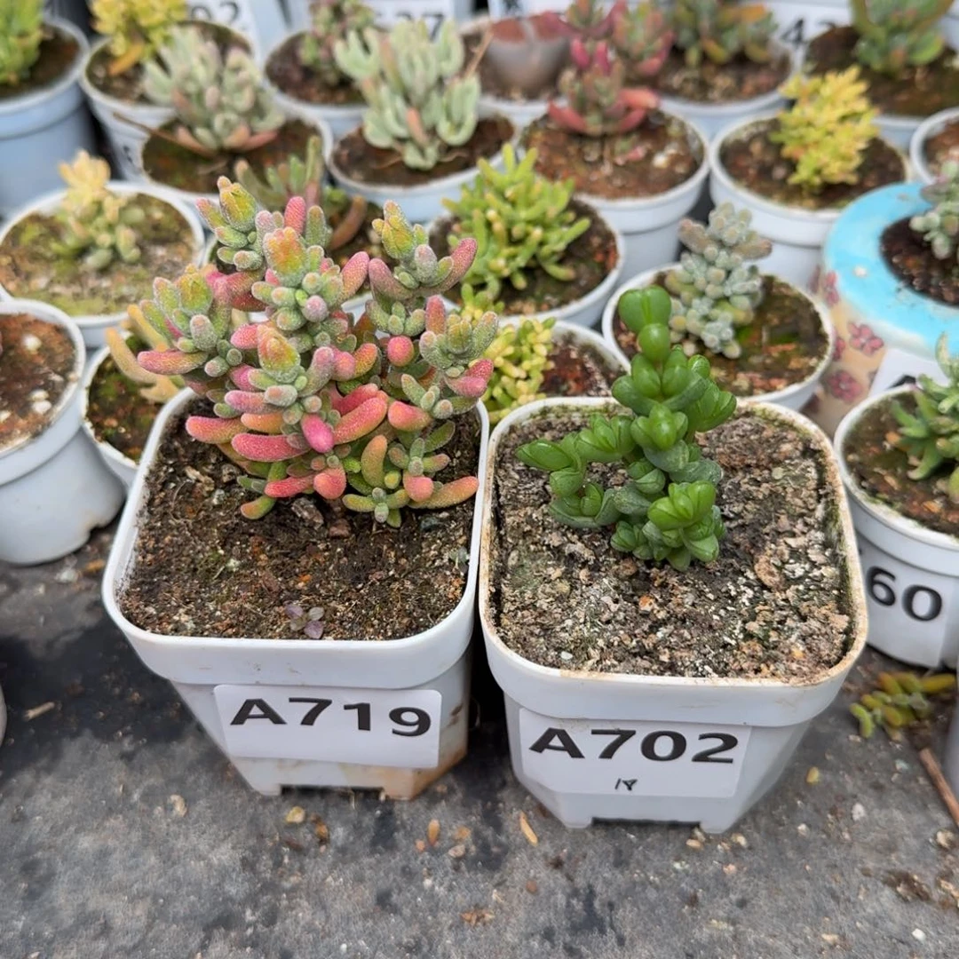 有***序A719红叶702元宝枝干