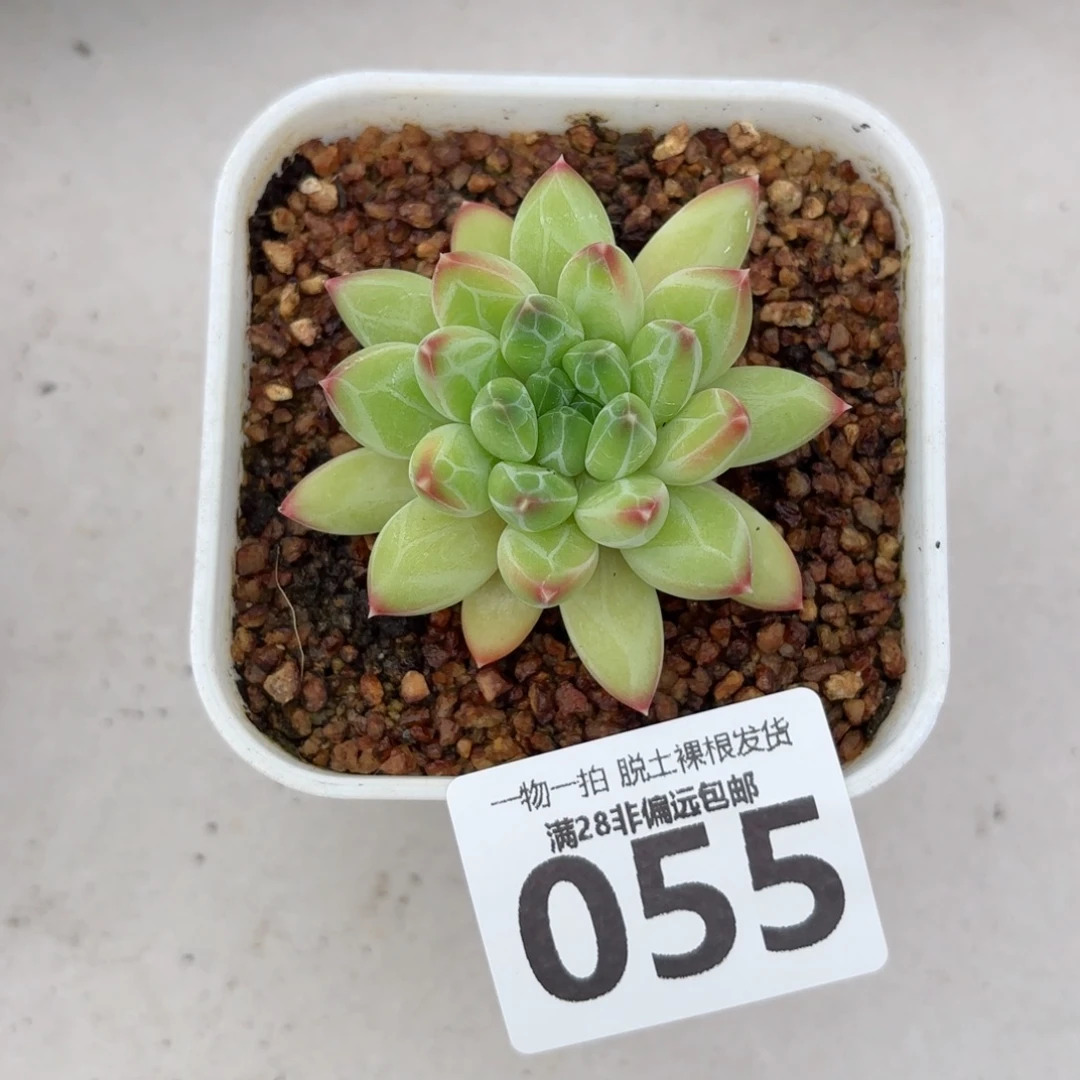 青花瓷单头无盆土发货