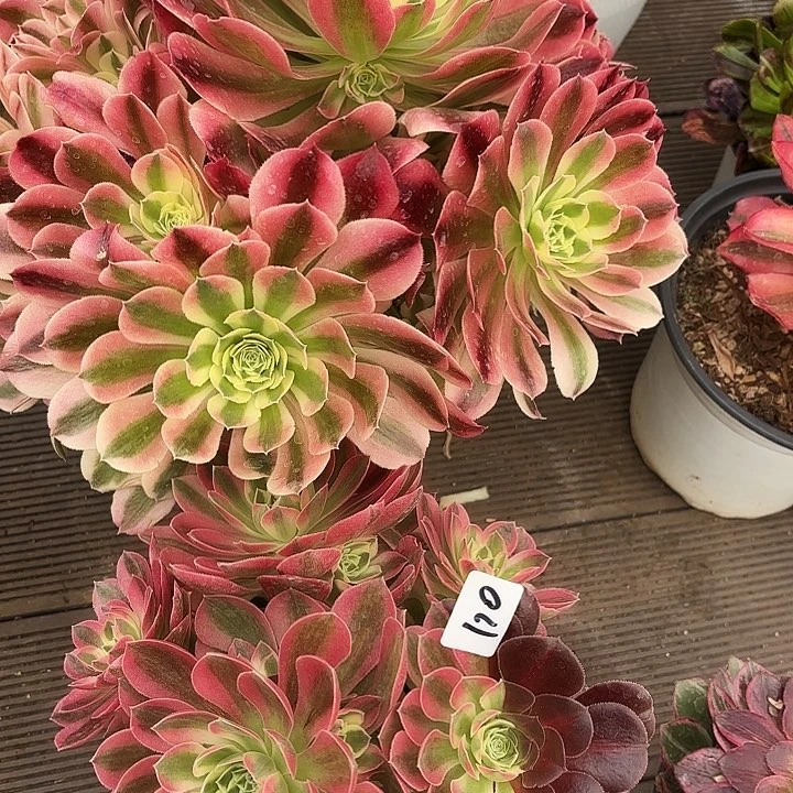 169-170多肉植物植物植物