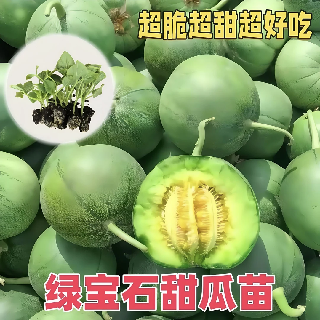 春季四季秧苗羊角蜜绿宝石秧苗绿植甜瓜秧苗香瓜秧苗甜瓜苗超甜