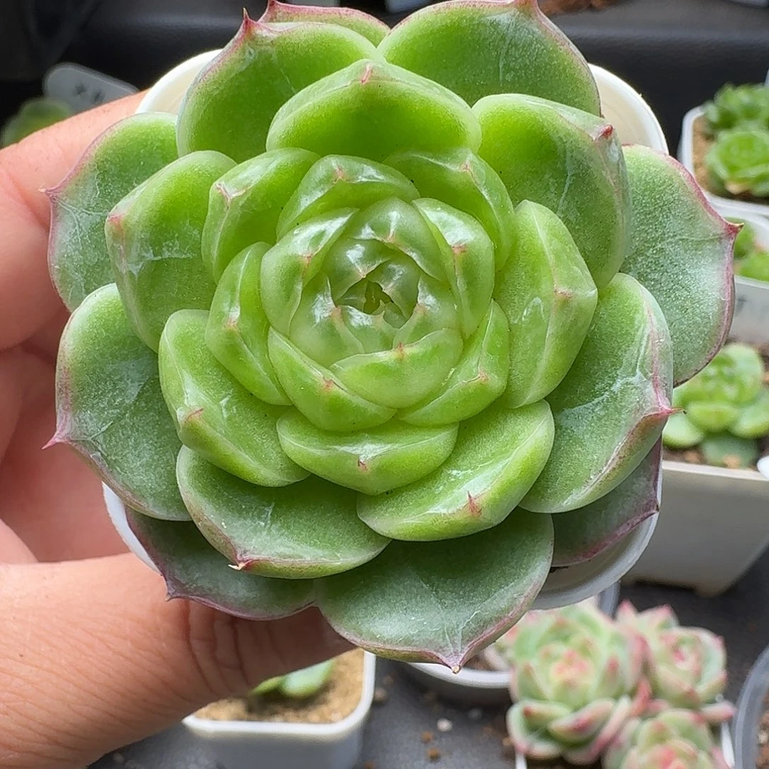 一物一拍一物一拍916-191