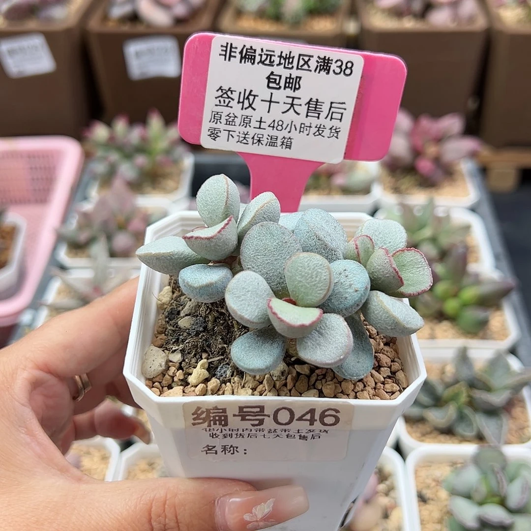 046白雪公主多肉植物