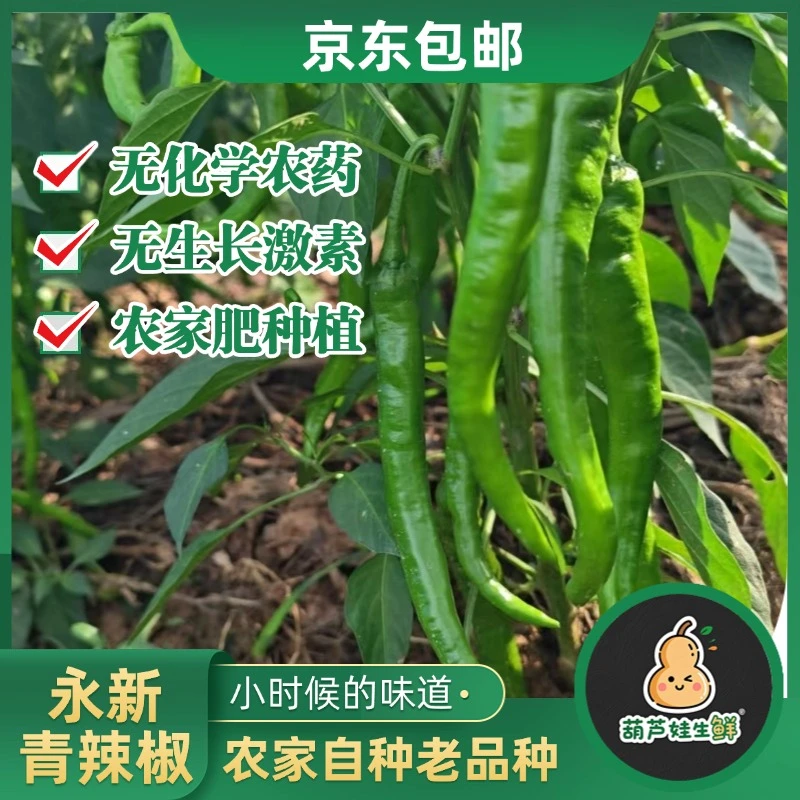 【米线椒】井冈山脚下永新本地农家露天米线椒 青辣椒 中辣