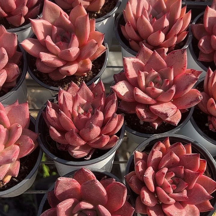 血罗多肉植物精品