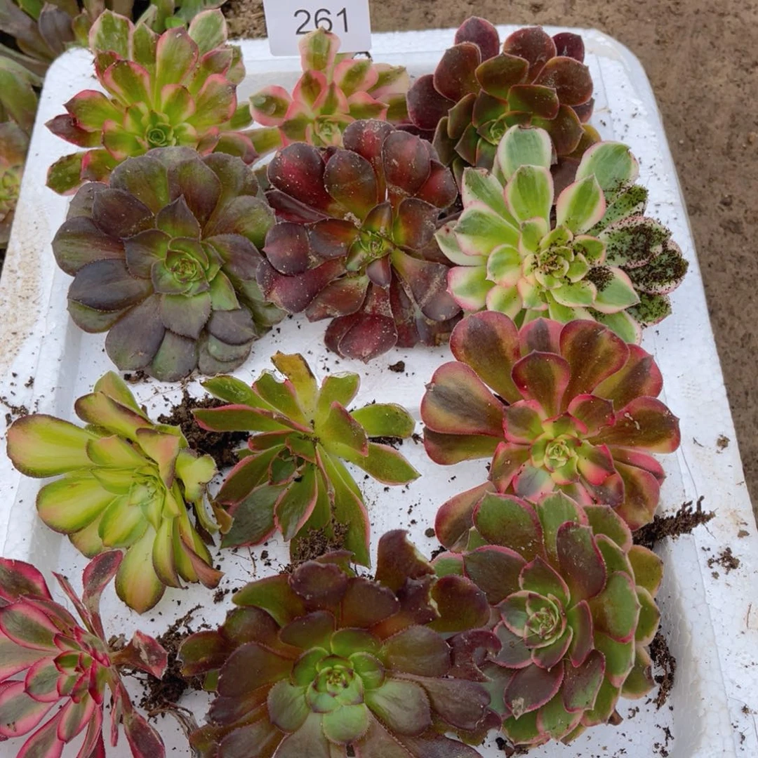 261法师锦多肉组合12颗5公分