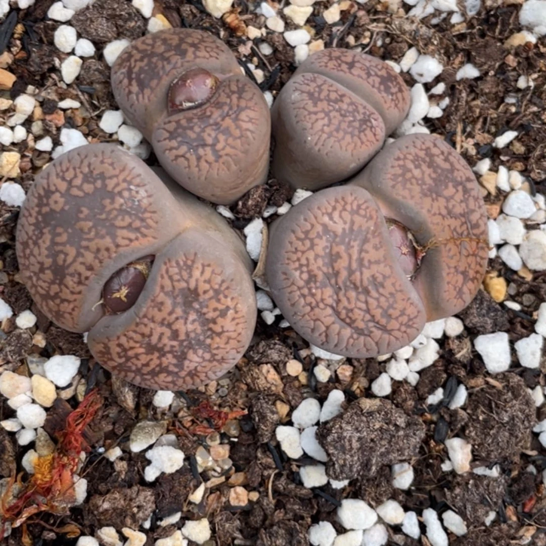 非偏远满20包邮755