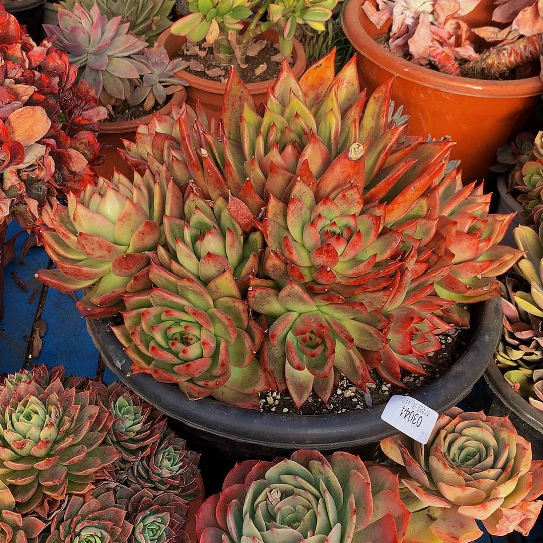 暮***雨      弗兰克多肉03044