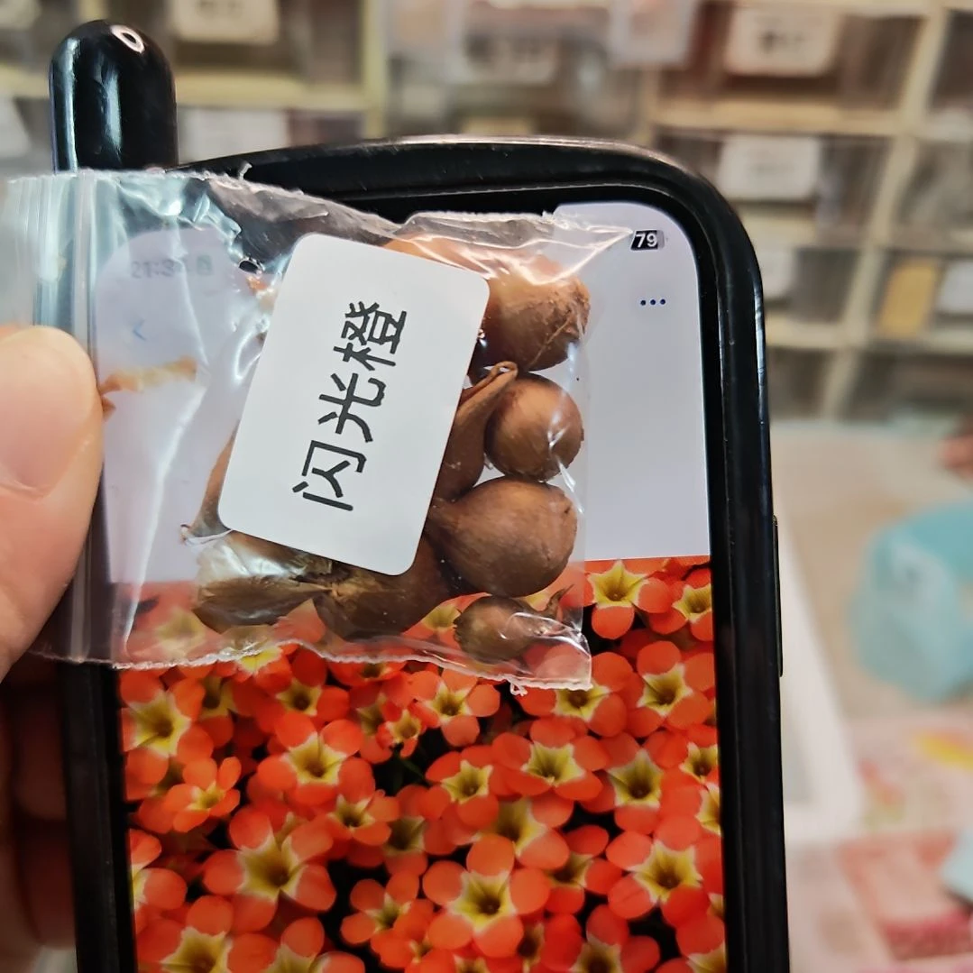 酢浆草早花纤细闪光橙