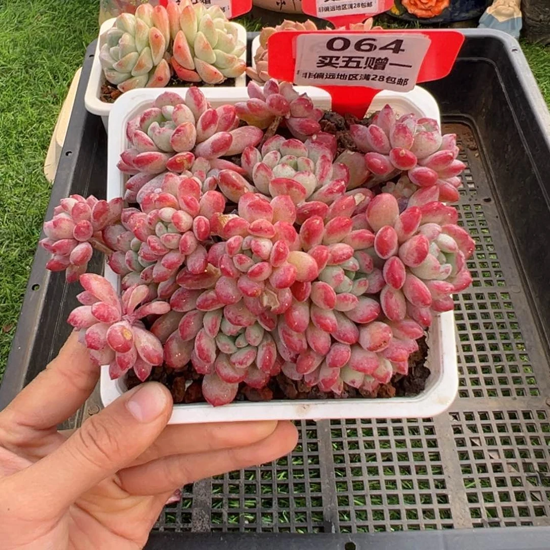 表妹精品多肉064.