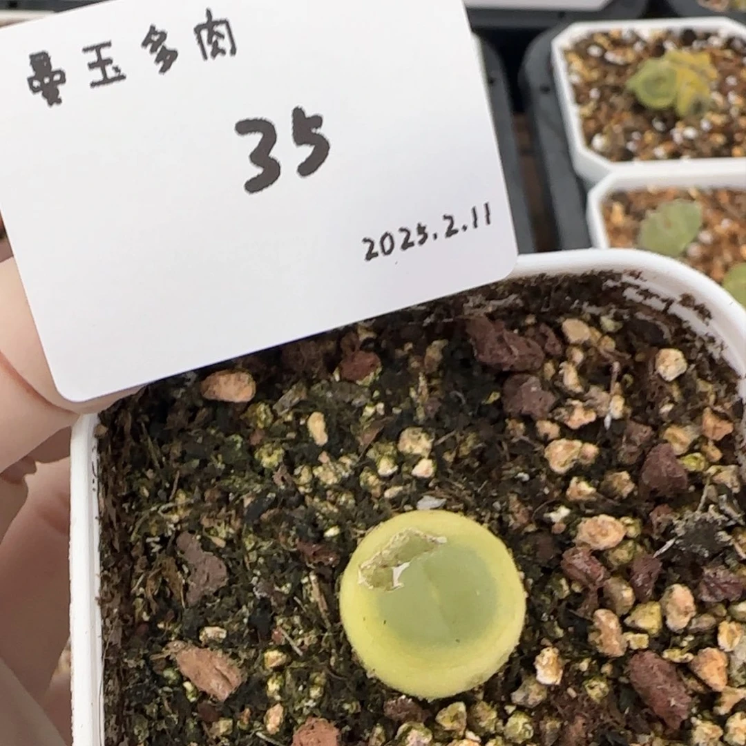 李**～多肉多肉多肉2.11-035李别买