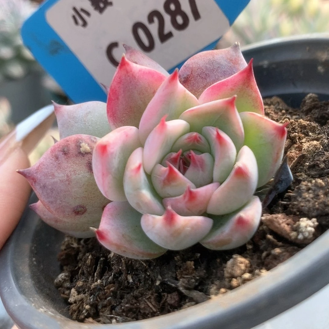 287锦锦锦锦锦锦锦锦