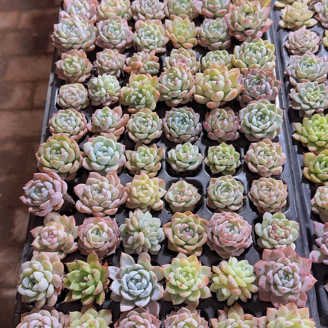 直播一物一拍福利40