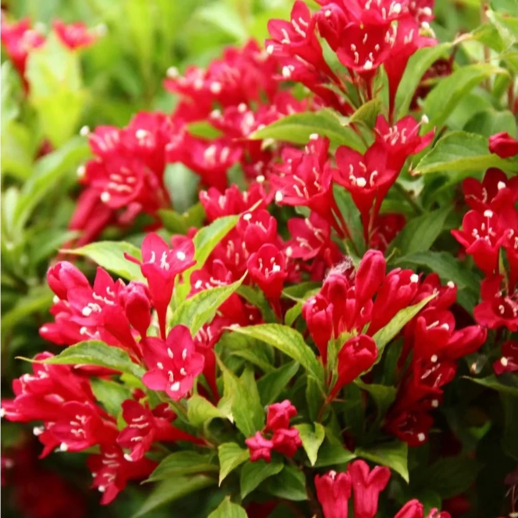 红王子锦带花耐寒耐旱植物花卉