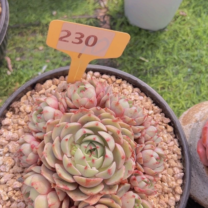 健健康康平平安安