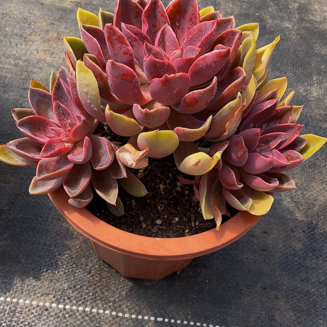 K*n琼斯多肉植物群