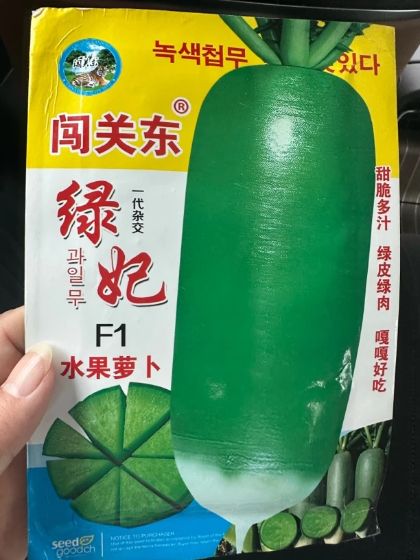 绿妃水果萝卜种子