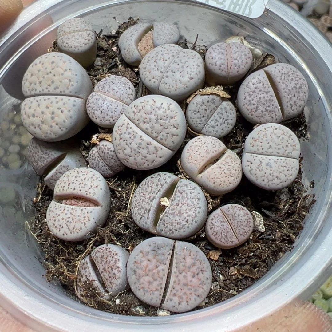 【闪购商品】 492。