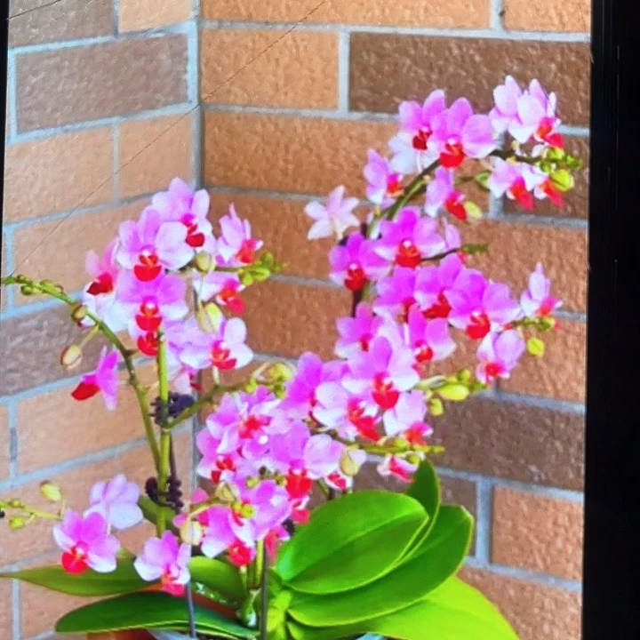 当前无花栽培后可以开花贝瑞王子3.0