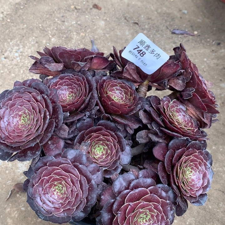 748黑萝莉多肉特价不售后