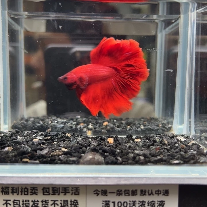 斗鱼跑单拉黑20日83