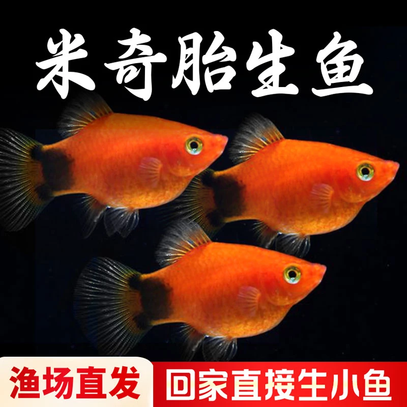 【福利米奇鱼2厘米11条】精品米奇鱼 好养耐活 小型热带鱼 观赏鱼