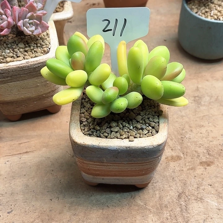 多肉植物，芒果奶211号
