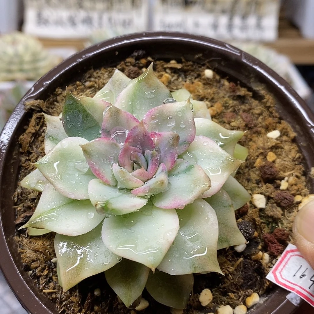 05164 紫水晶锦有点变异 需延时发货