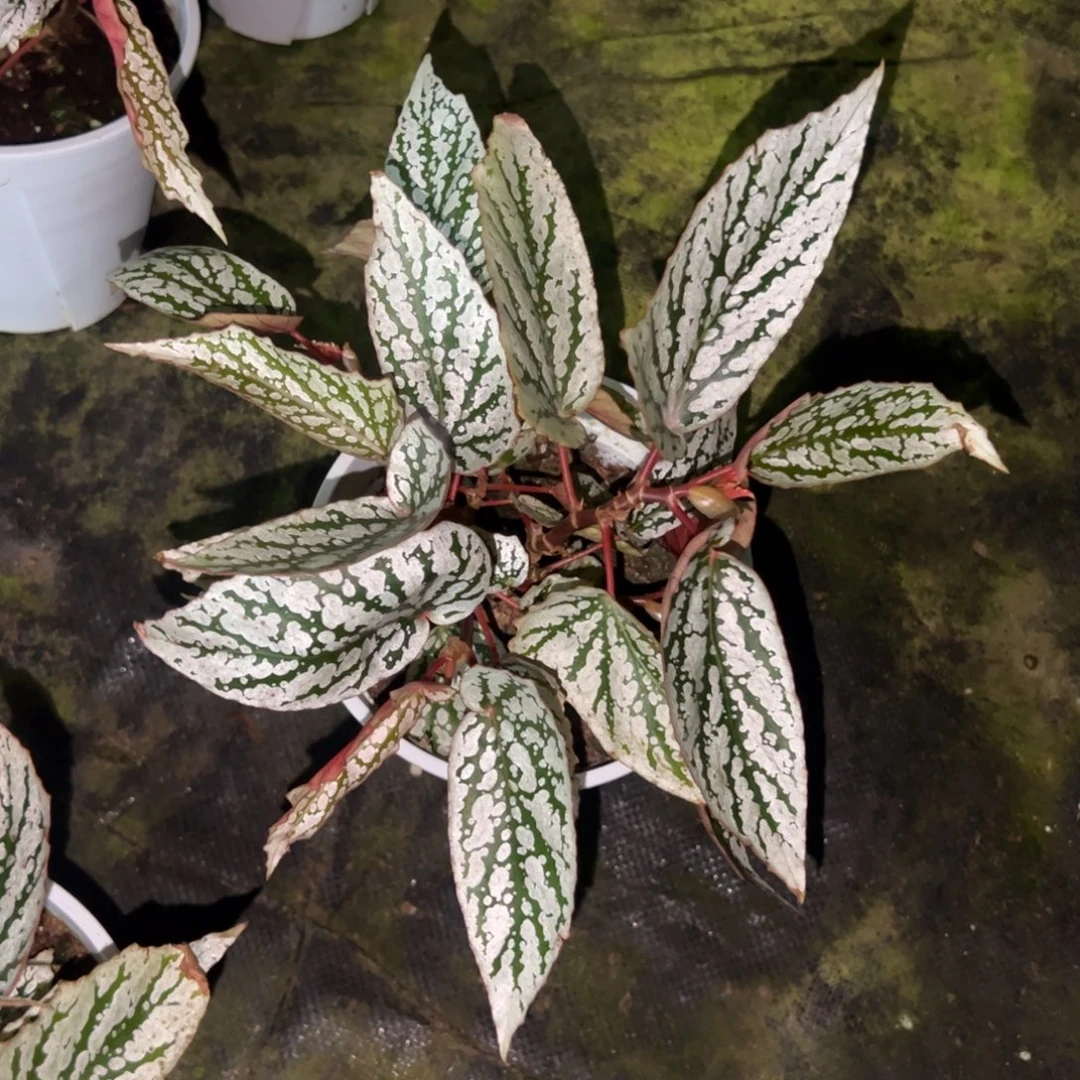 完全开放猫耳朵一颗