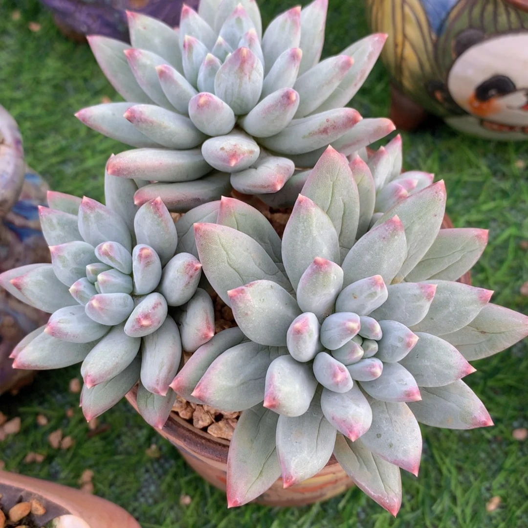 美人12 公分一物一拍