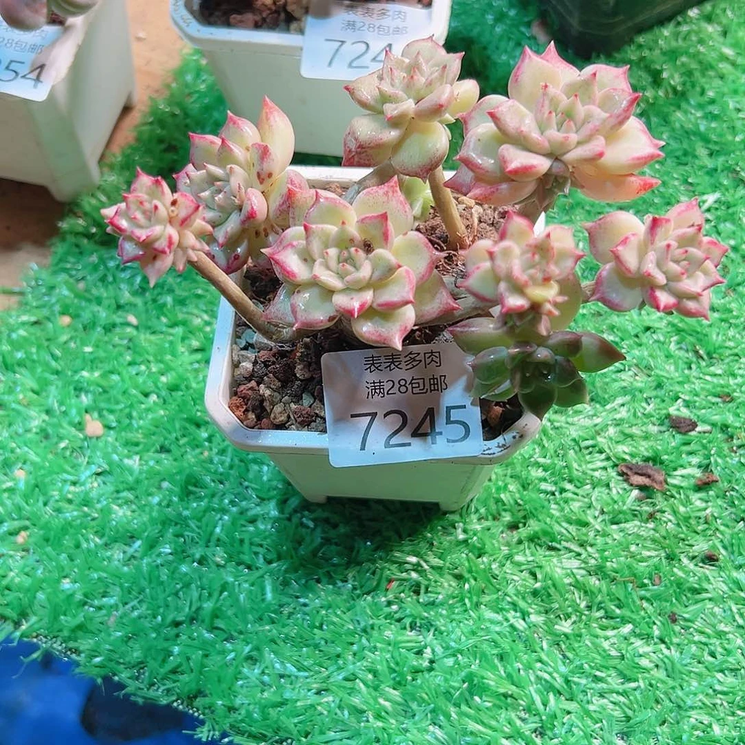 无花朵ˇ****✨多肉一物＿拍7245