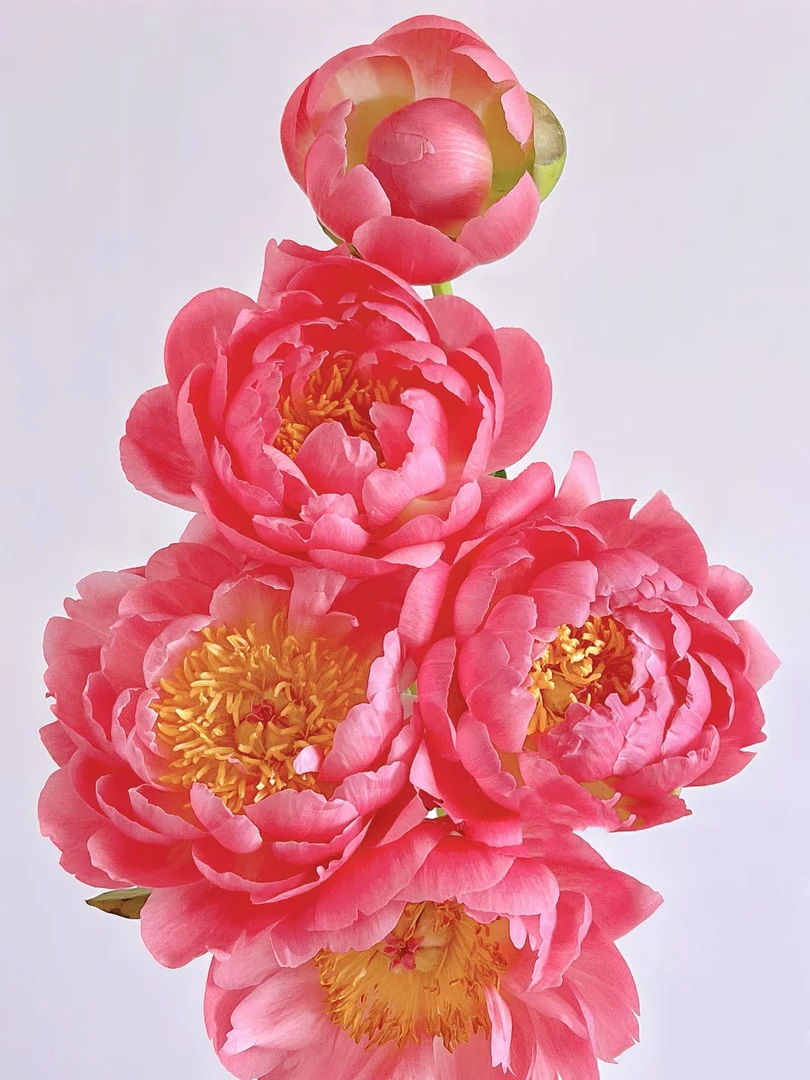 落日珊瑚芍药鲜切花云南昆明顺丰包邮