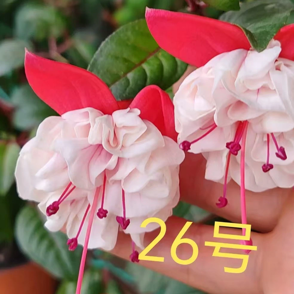 大花白棉桃26号倒挂金钟