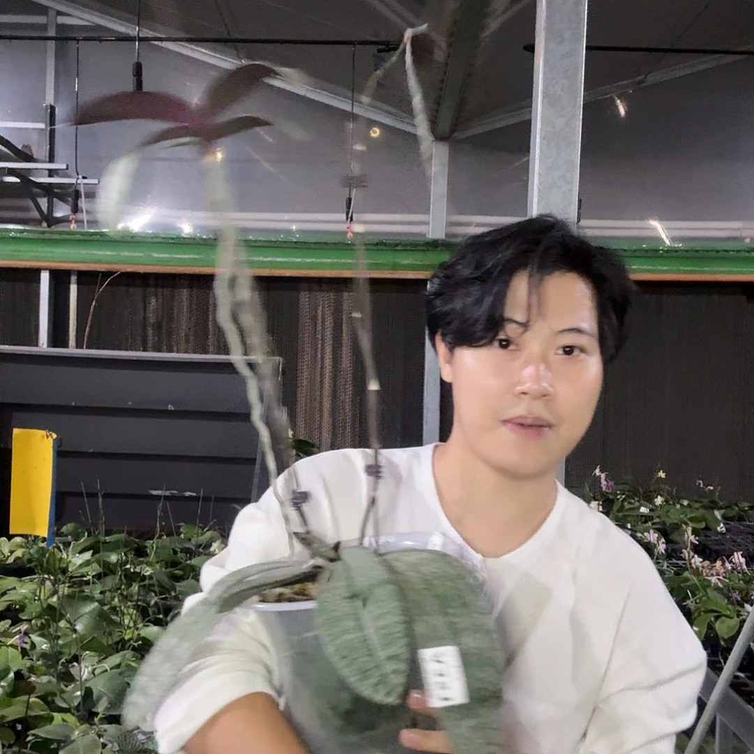 当前无花朵，栽培后可花朵A351高芽株西蕾丽