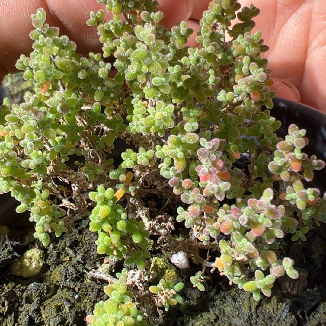 小小米90杯老桩福利