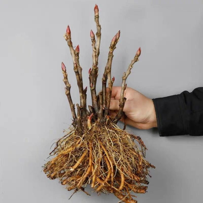 正宗洛阳产地大花牡丹花苗北方重瓣耐寒盆栽室内庭院带芽苞