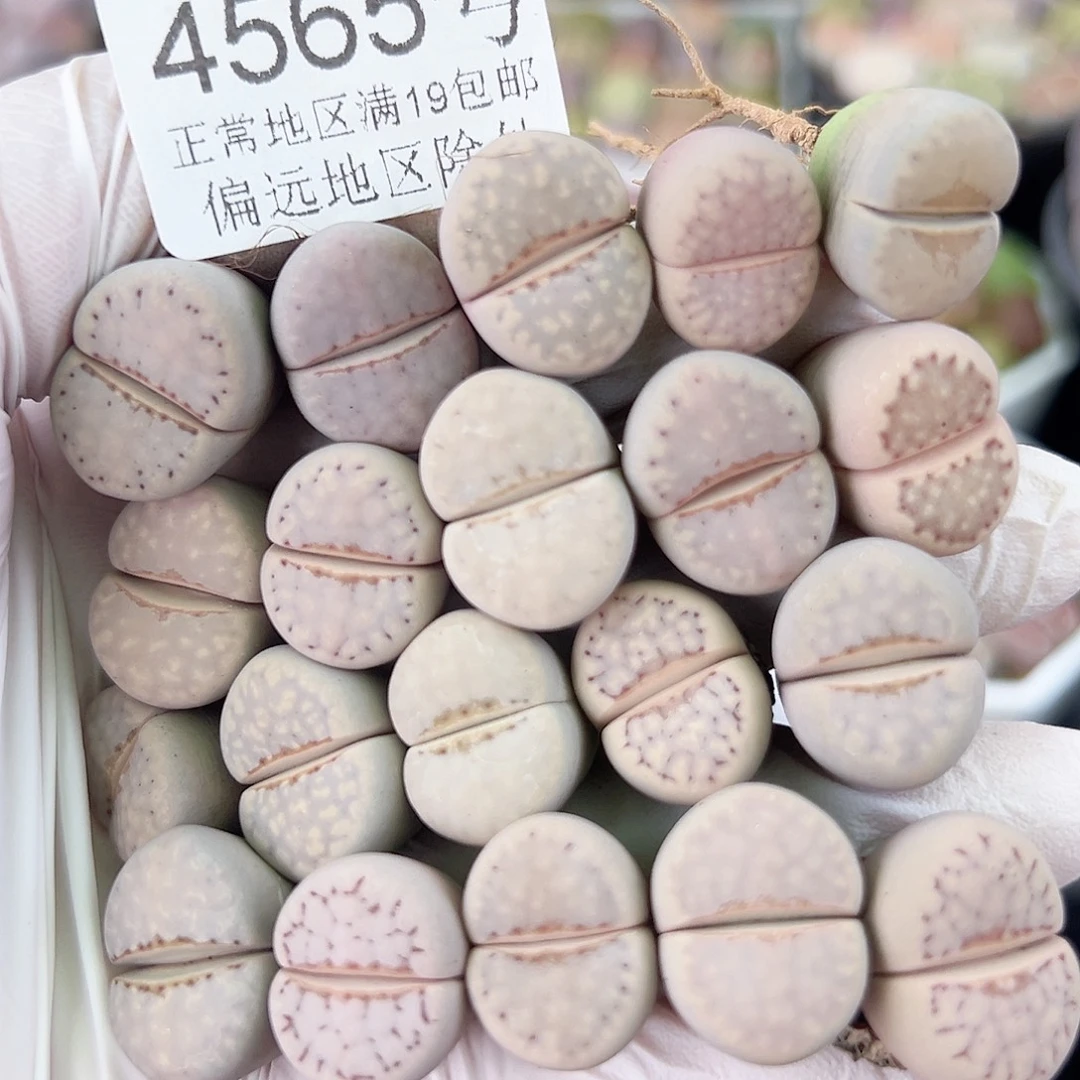 4565四年粉热热唇20个1.5cm左右