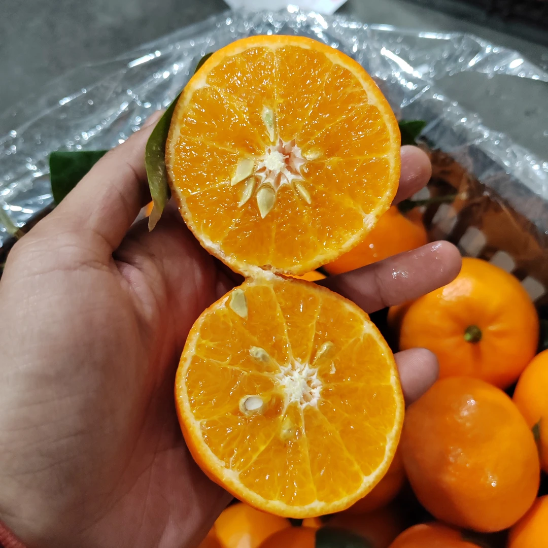 广西崇左沃柑5斤大果装顺丰快递