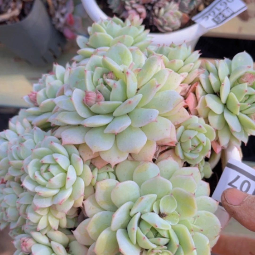 【闪购商品】静夜06107