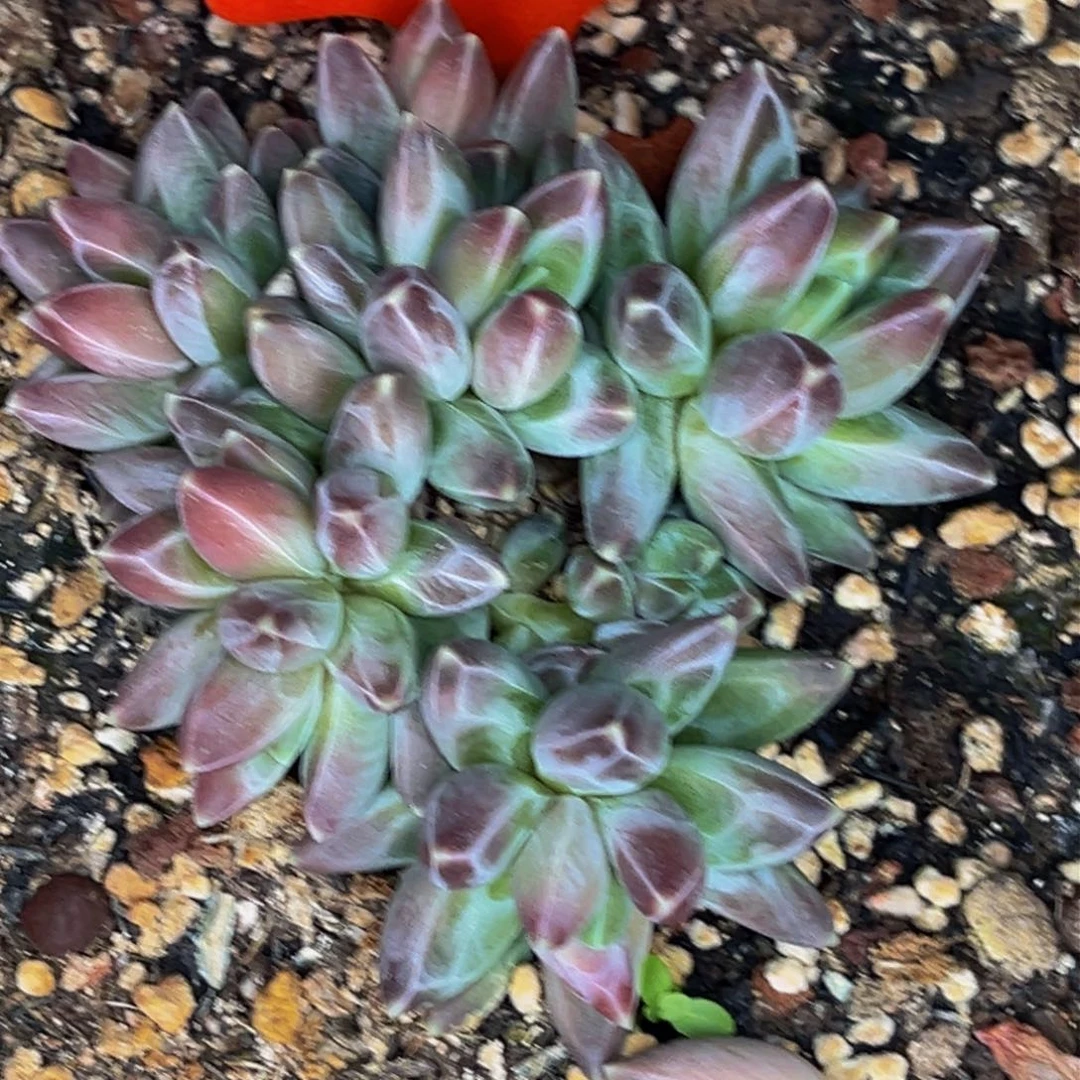 2623号晚上多肉植物群生多肉植物