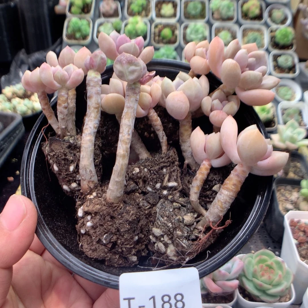 无花朵T188英语英语英语