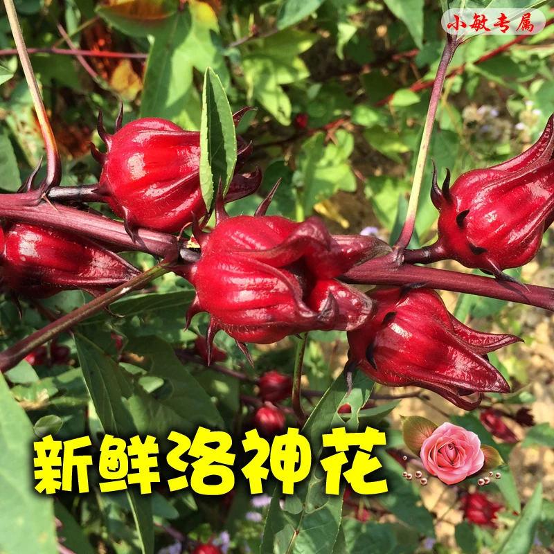 桂林新鲜洛神花红桃k现摘可泡酒酵素蜜饯果脯食用花小敏专属