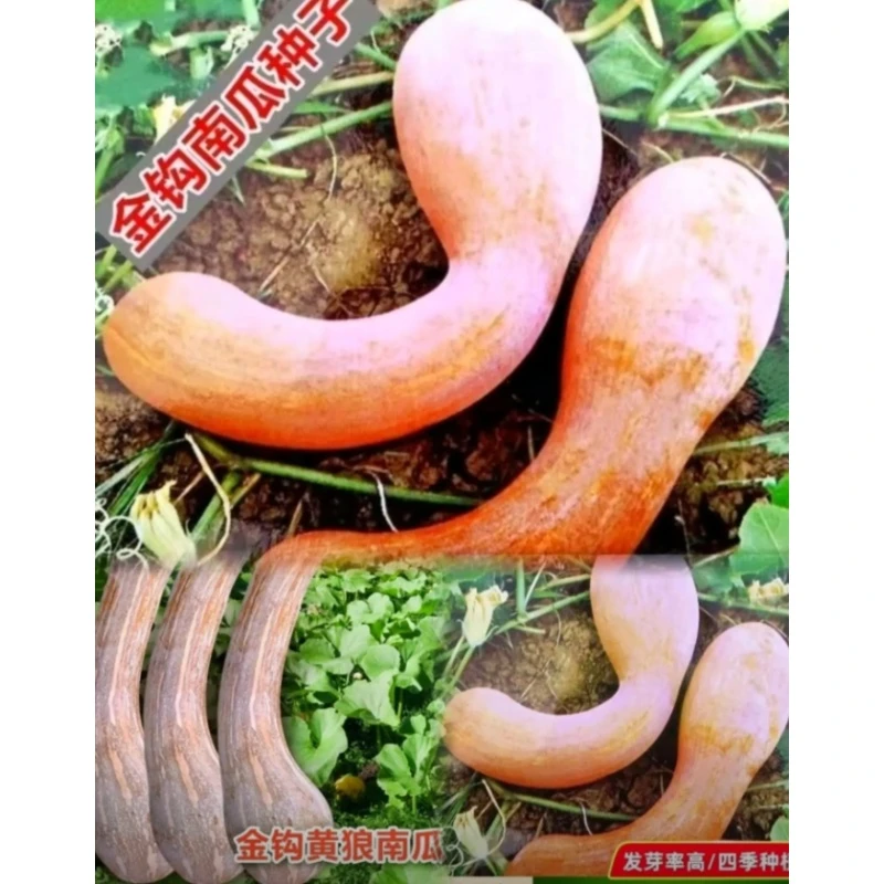 A-024【满3包包邮  满5包送一包】金钩南瓜种子