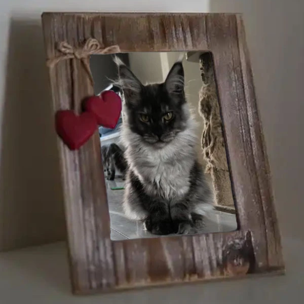 缅因猫宠物 明信片定制链接