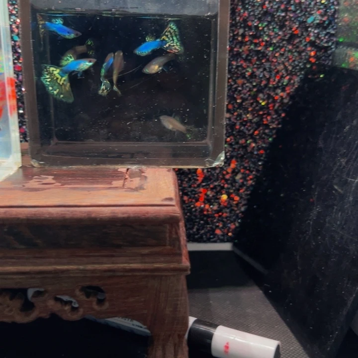 海水鱼新家蓝皇马三对送一对