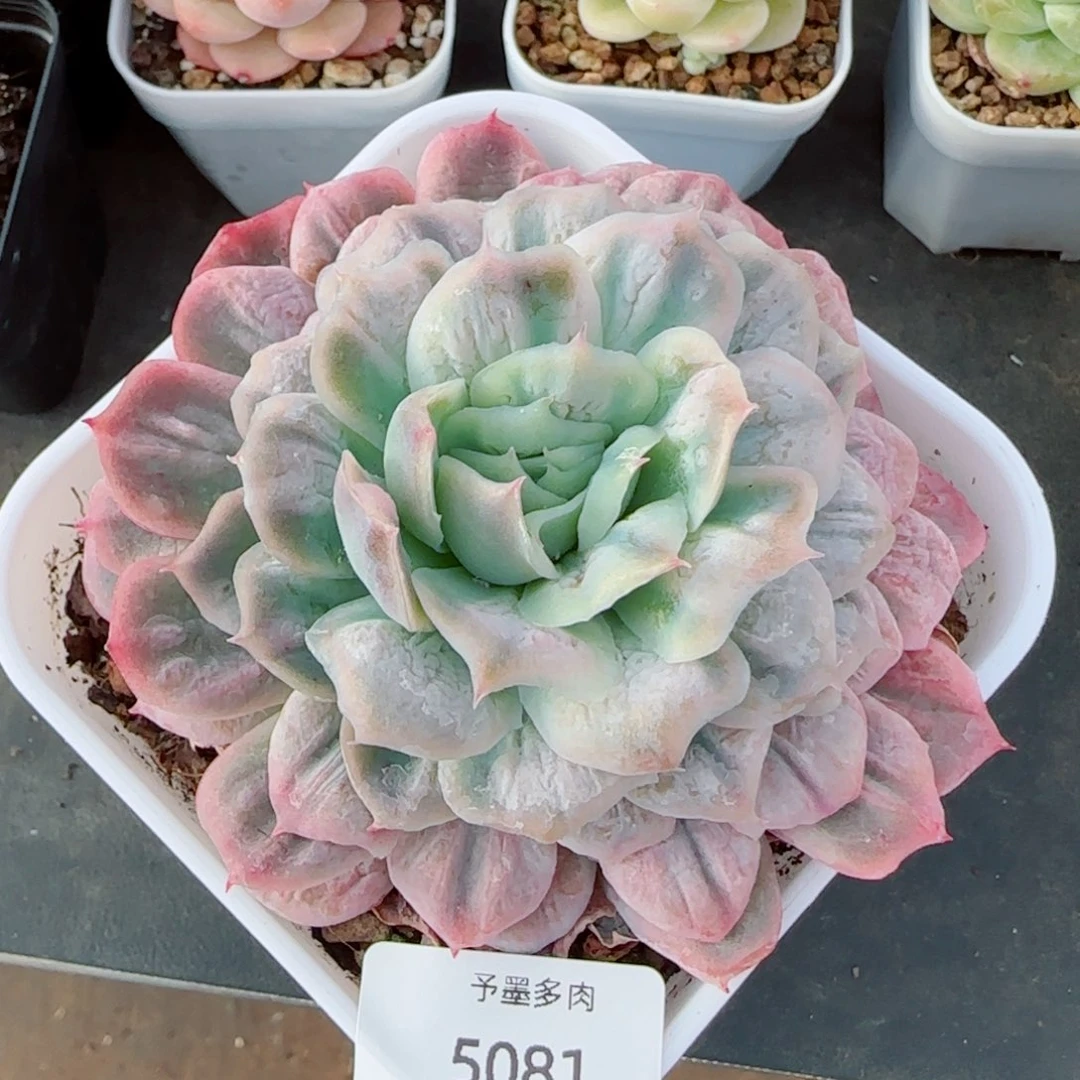 泡泡纱裙，5081多肉植物