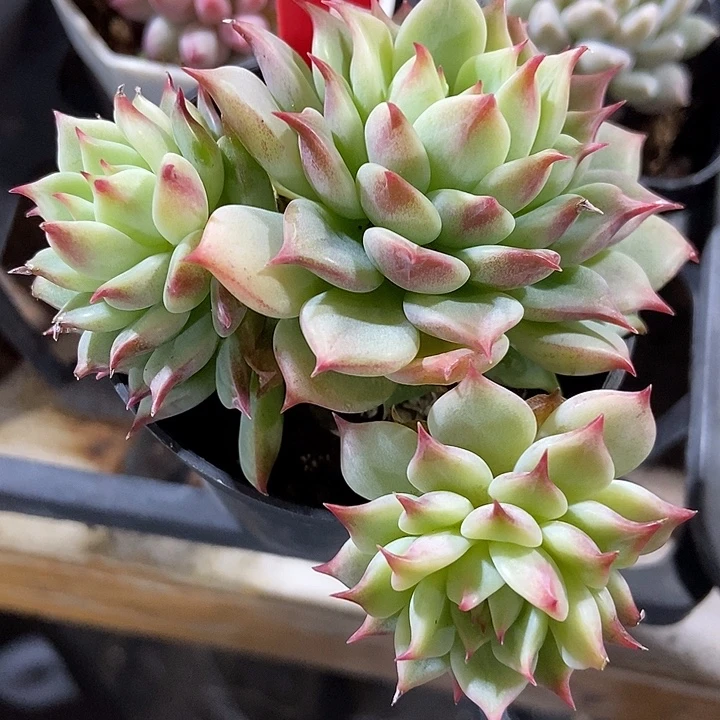 多肉植物蓝眼睛3140多肉