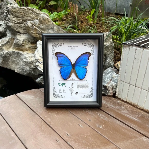 亚马逊蓝闪蝶真蝴蝶标本家居装饰画课桌摆件生日情人节高端礼物
