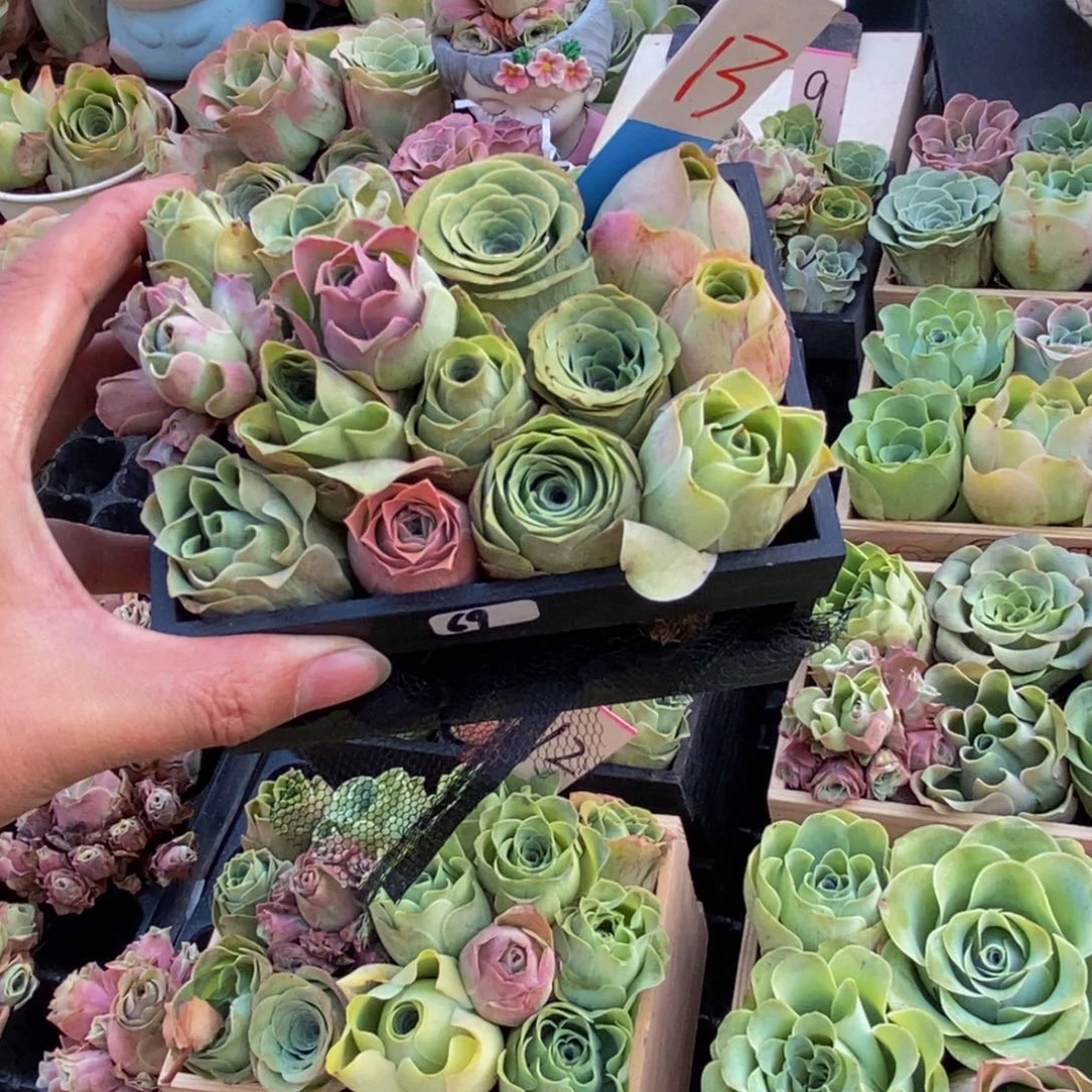 悦***~山地玫瑰多肉植物花卉69